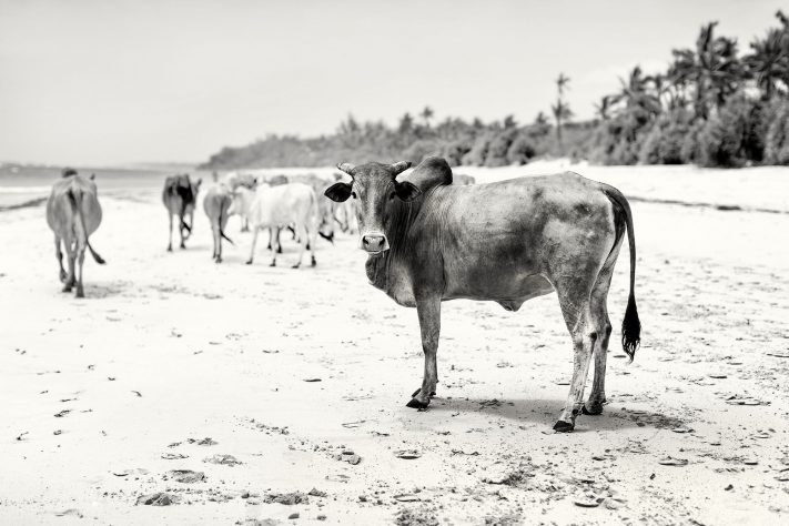 The Beach Cows